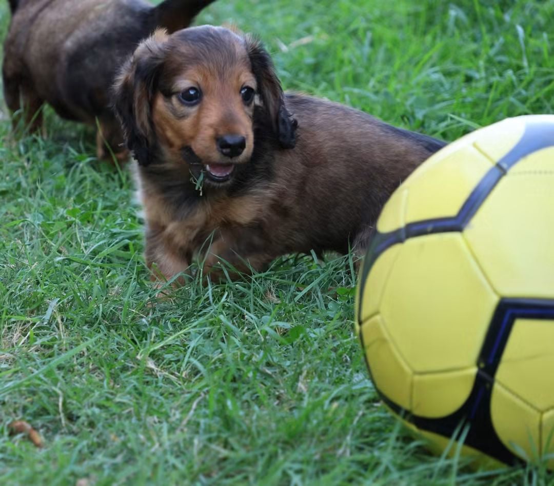 Chiot N°1