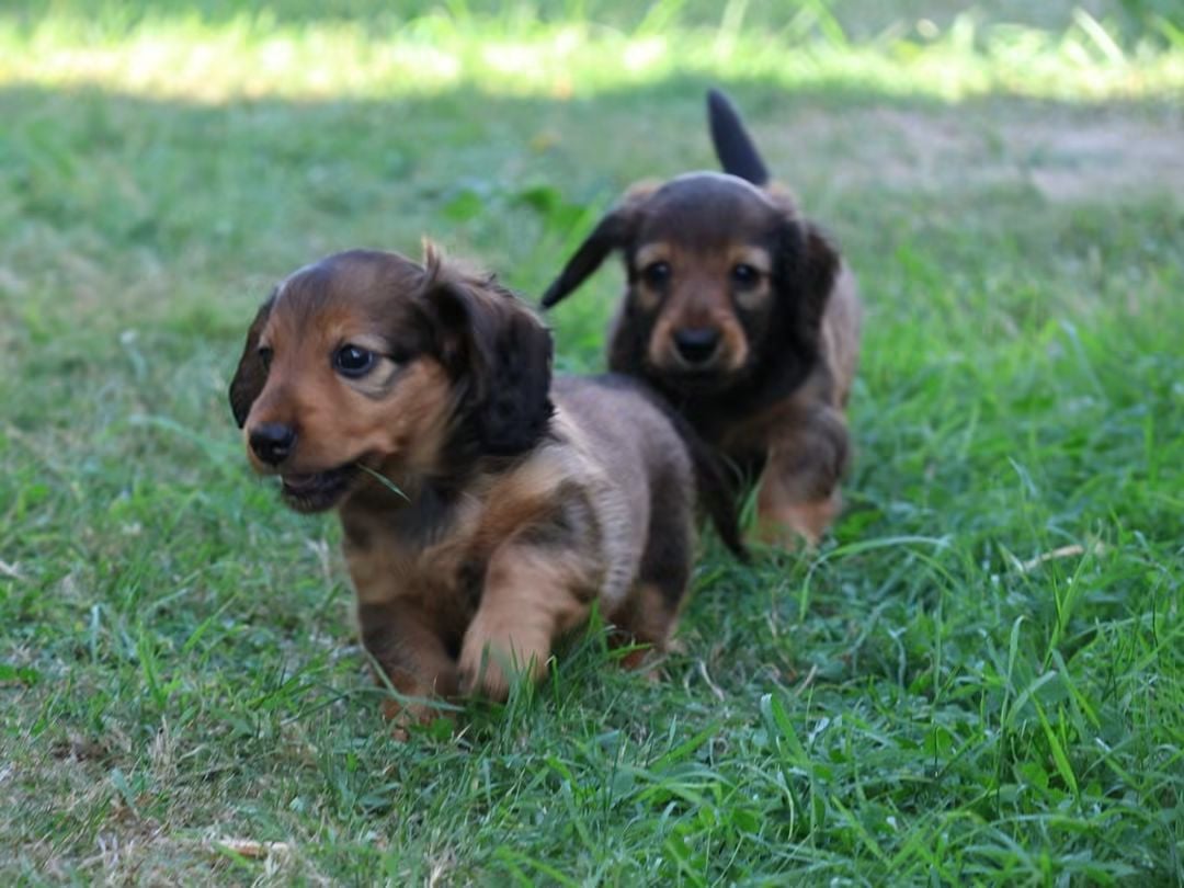Chiot N°1