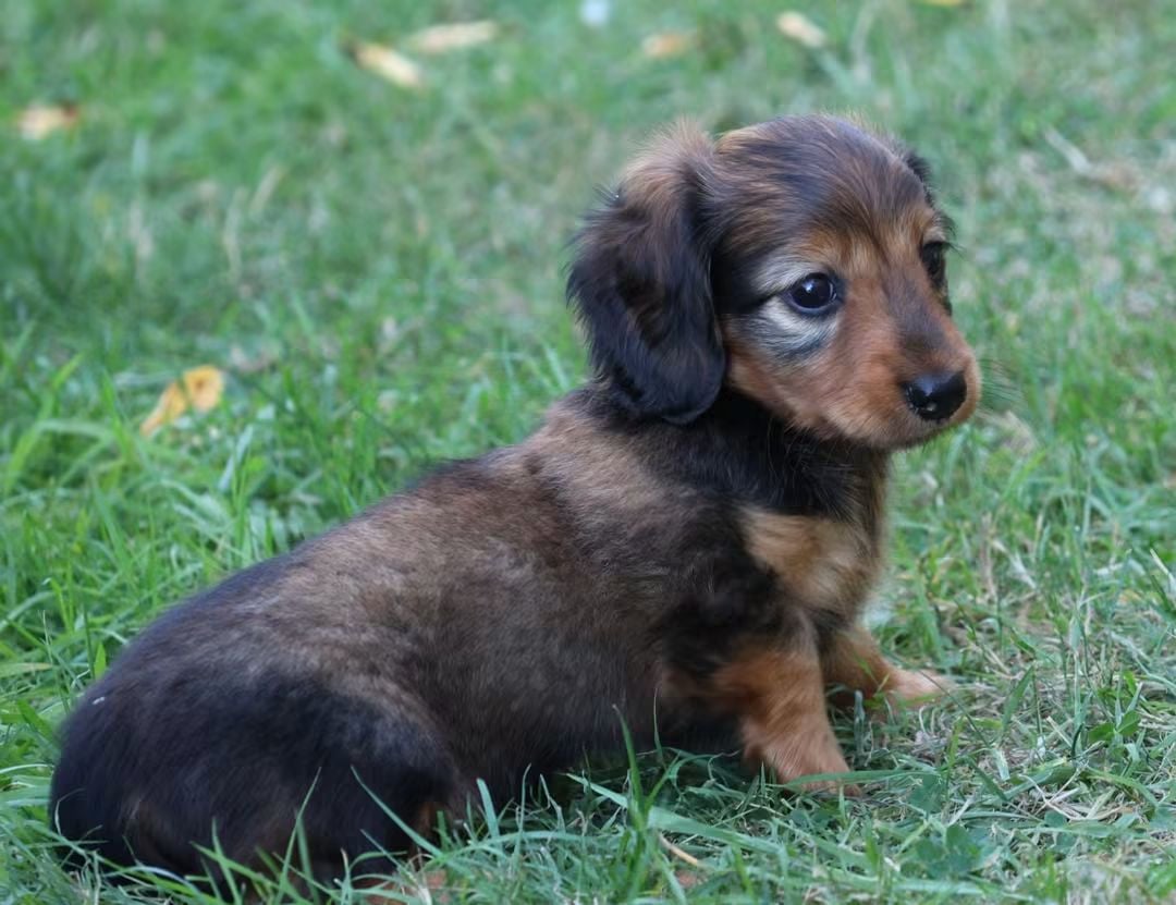 Chiot N°4