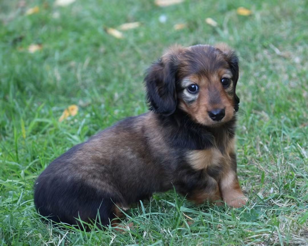 Chiot N°4