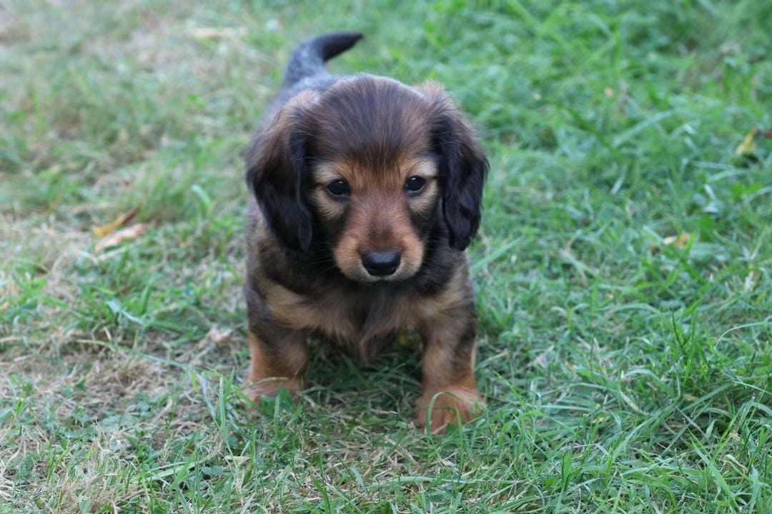Chiot N°2