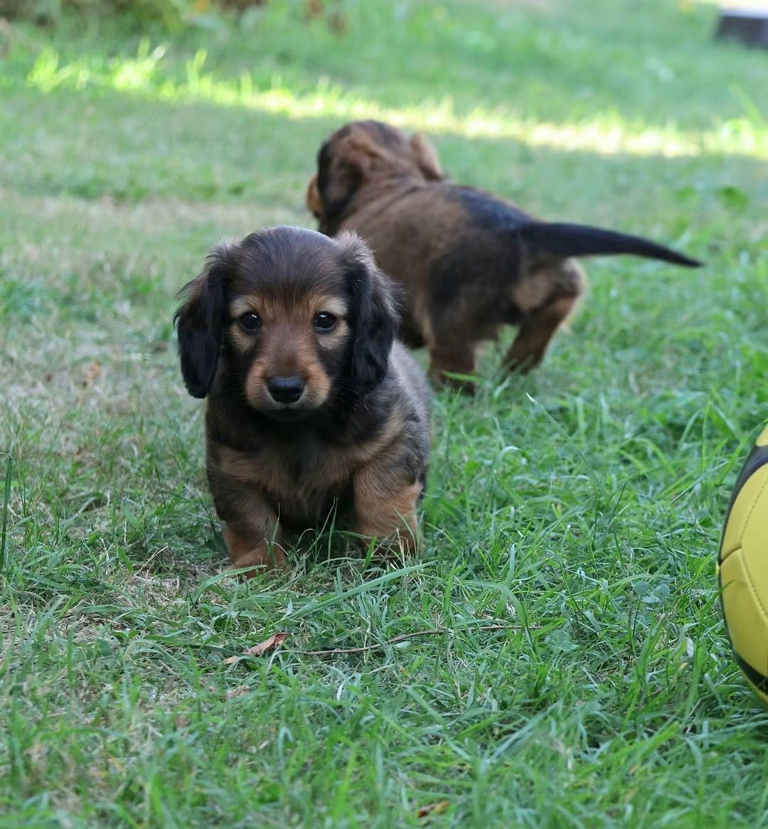 Chiot N°2