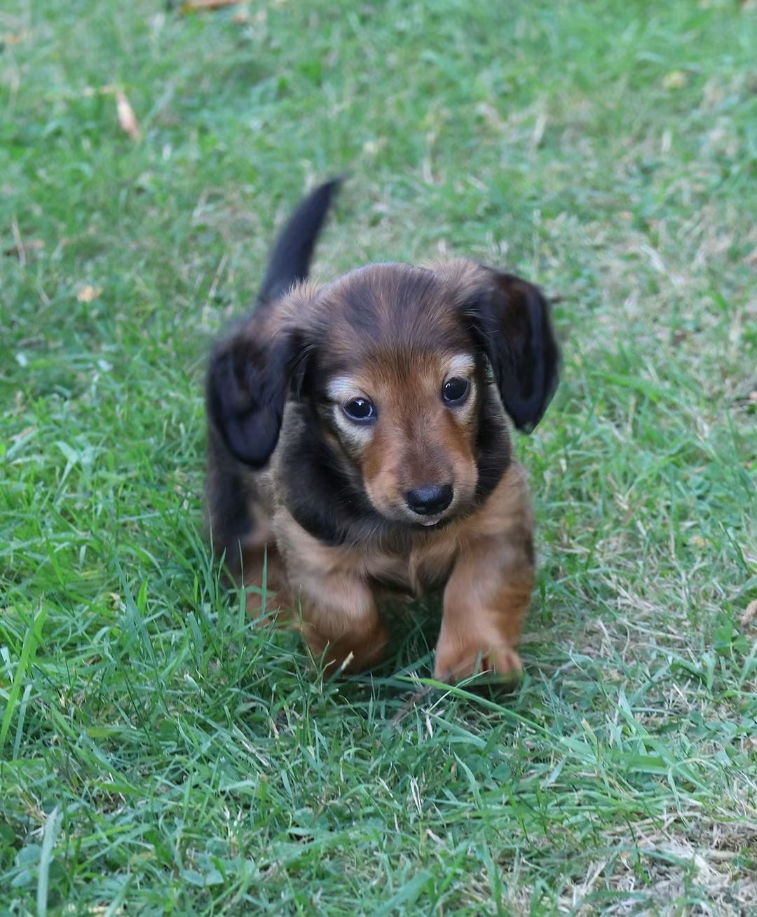 Chiot N°3