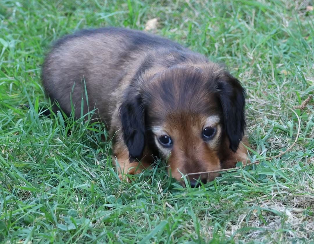 Chiot N°3