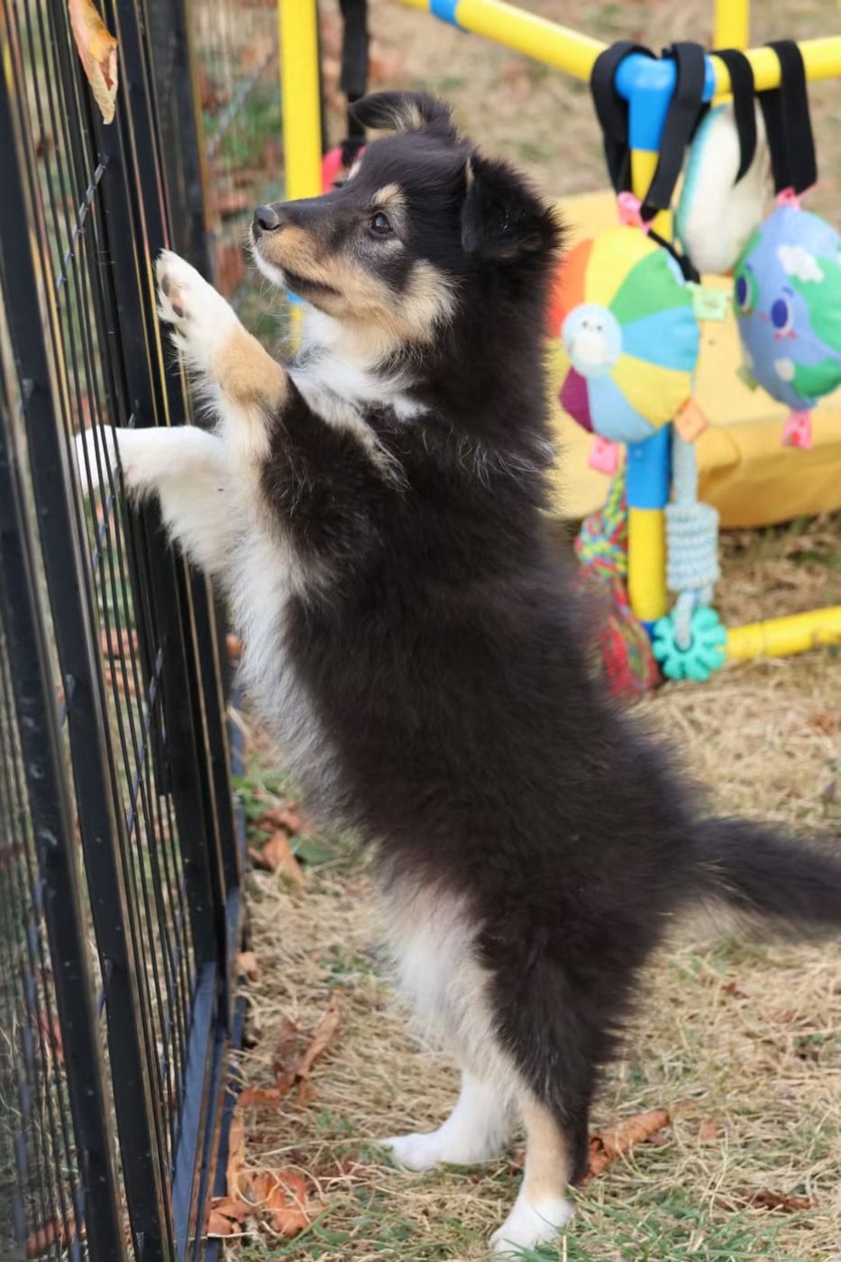 Shetland Sheepdog - du Royaume de la Petite étoile