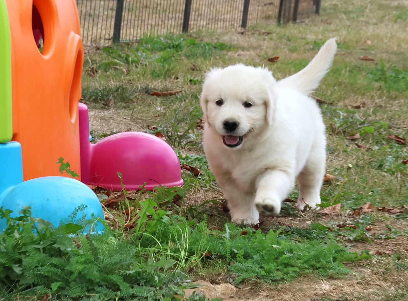 Chiot N°2 - Golden Retriever