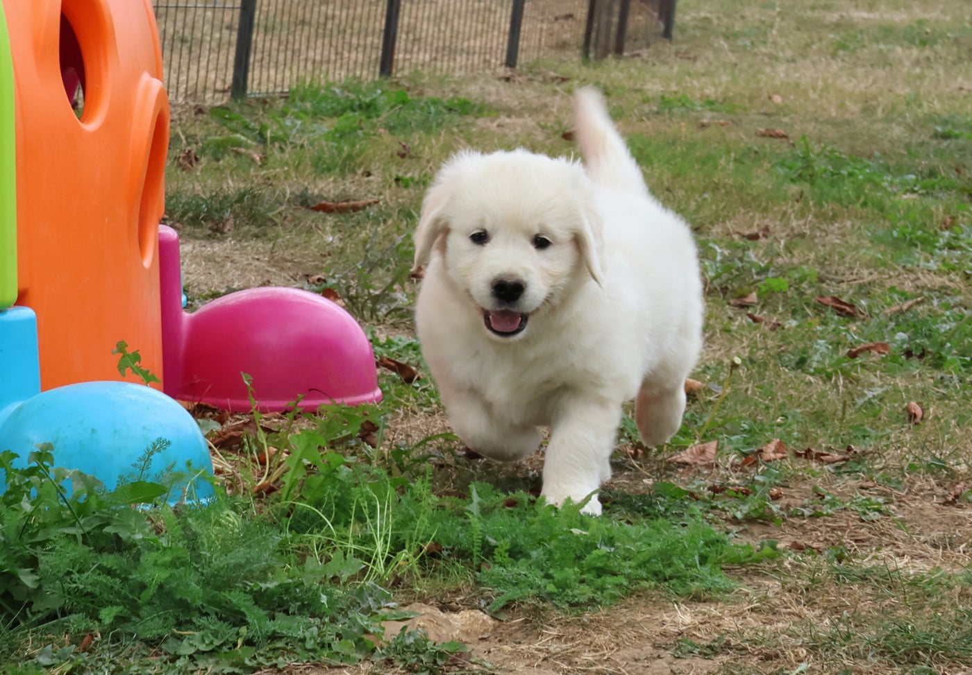 Chiot N°1 - Golden Retriever