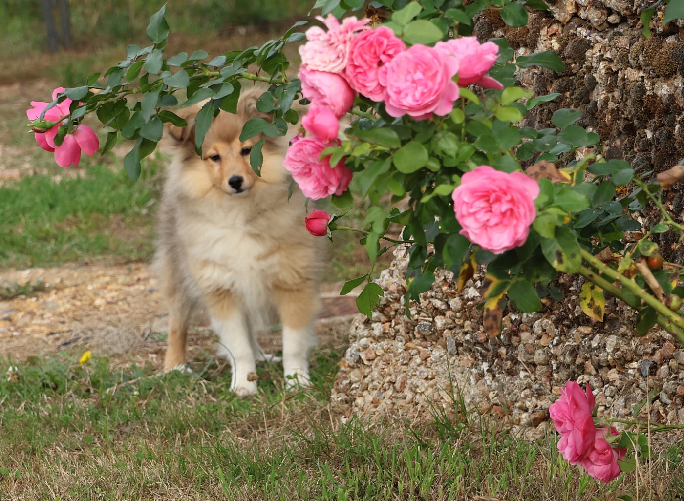 Shetland Sheepdog - du Royaume de la Petite étoile