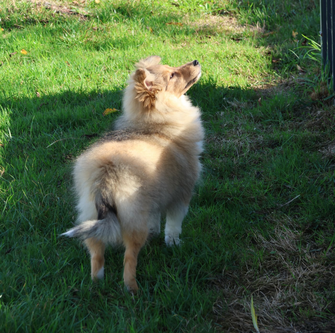 Chiot N°4