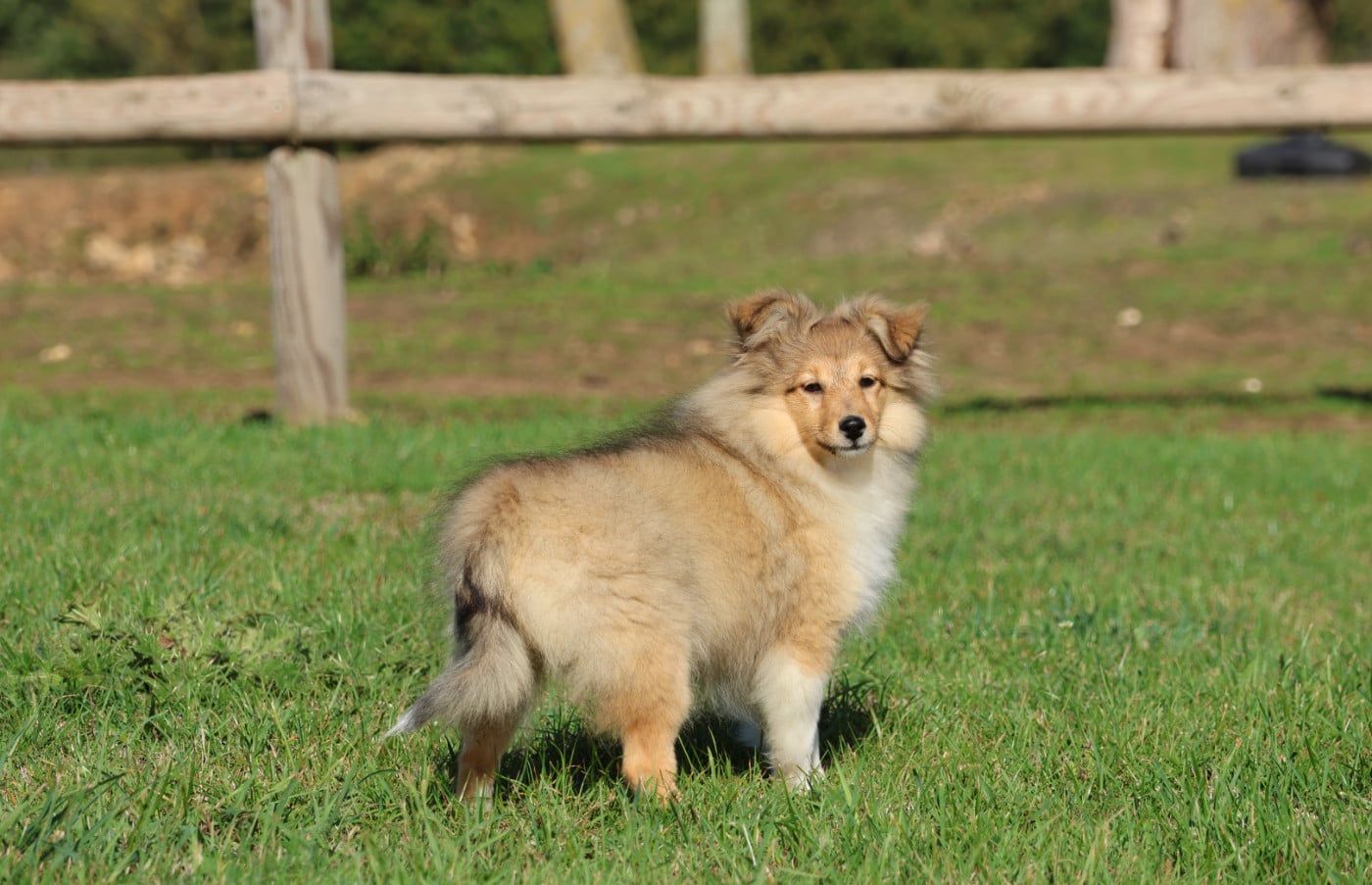 Chiot N°4