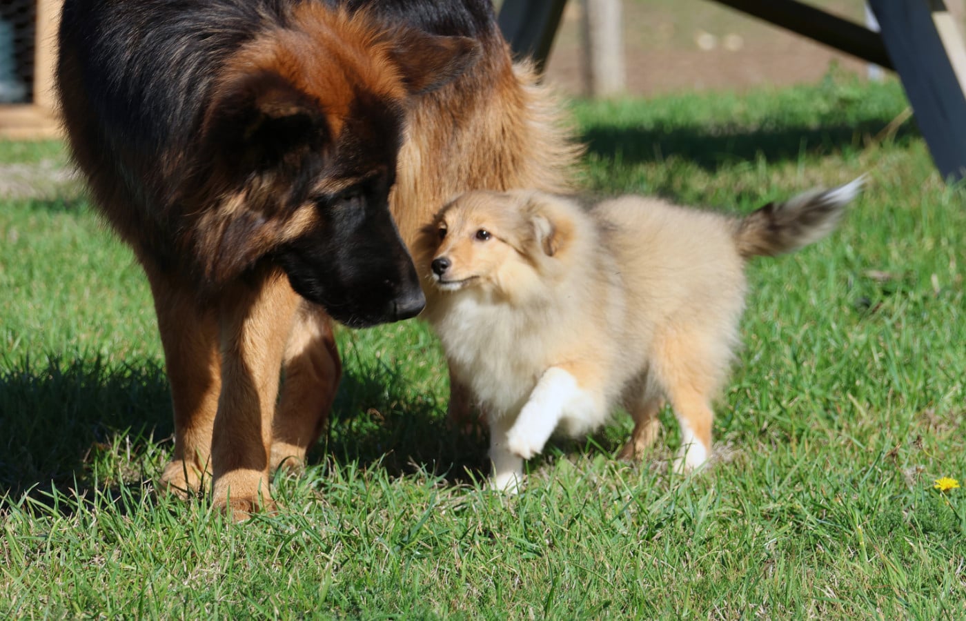 Chiot N°4