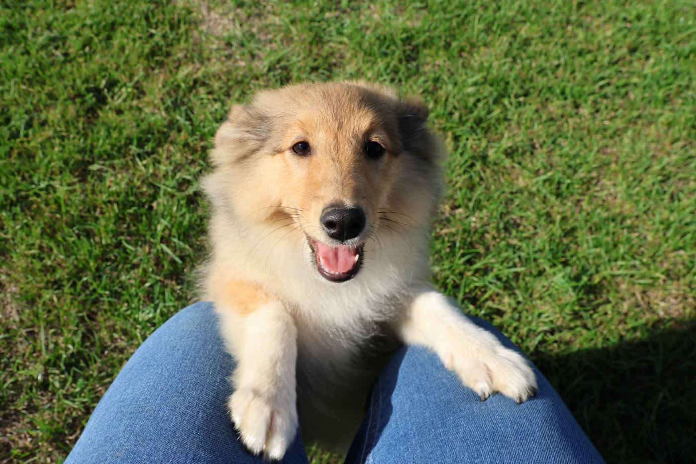 Chiot N°3