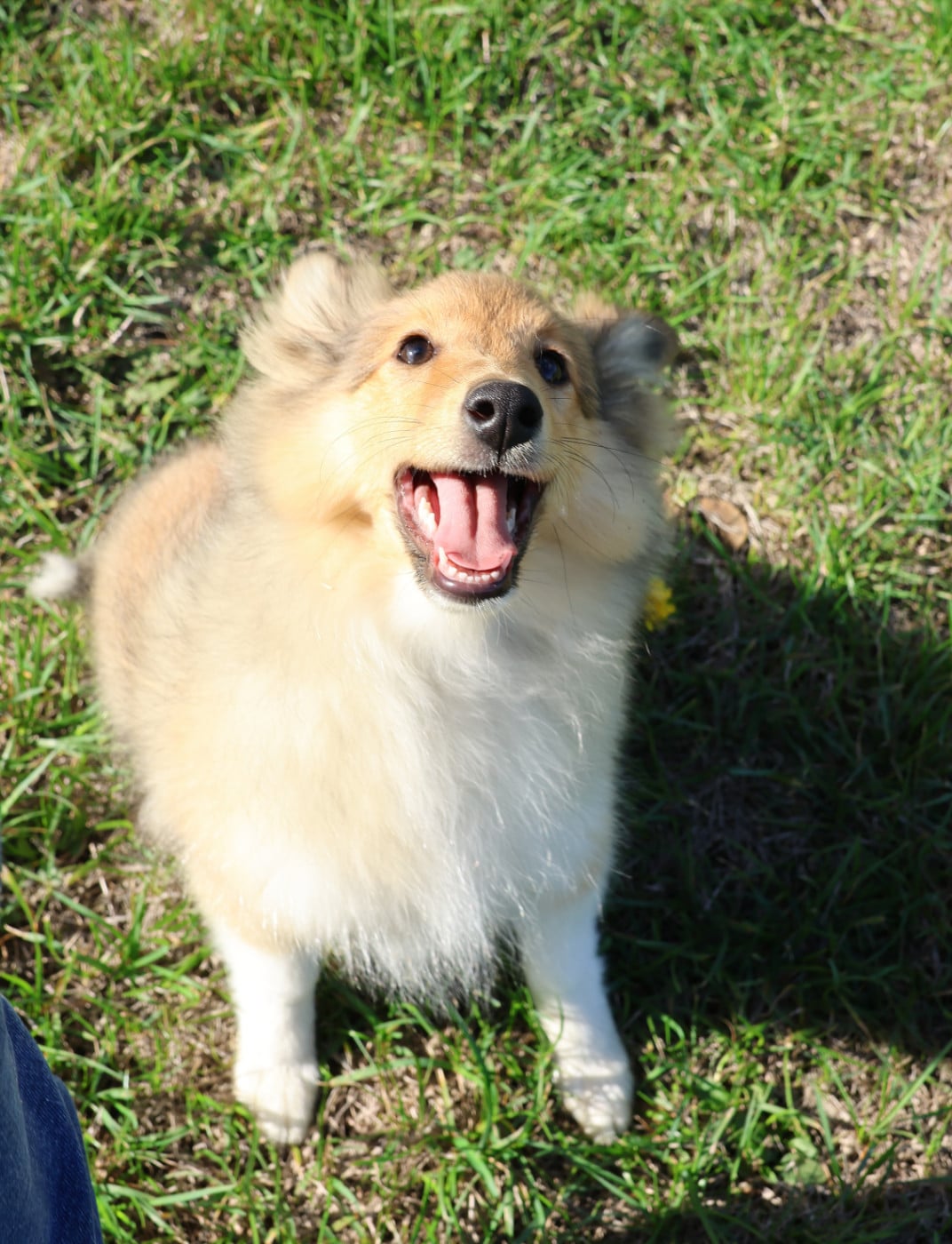 Chiot N°3