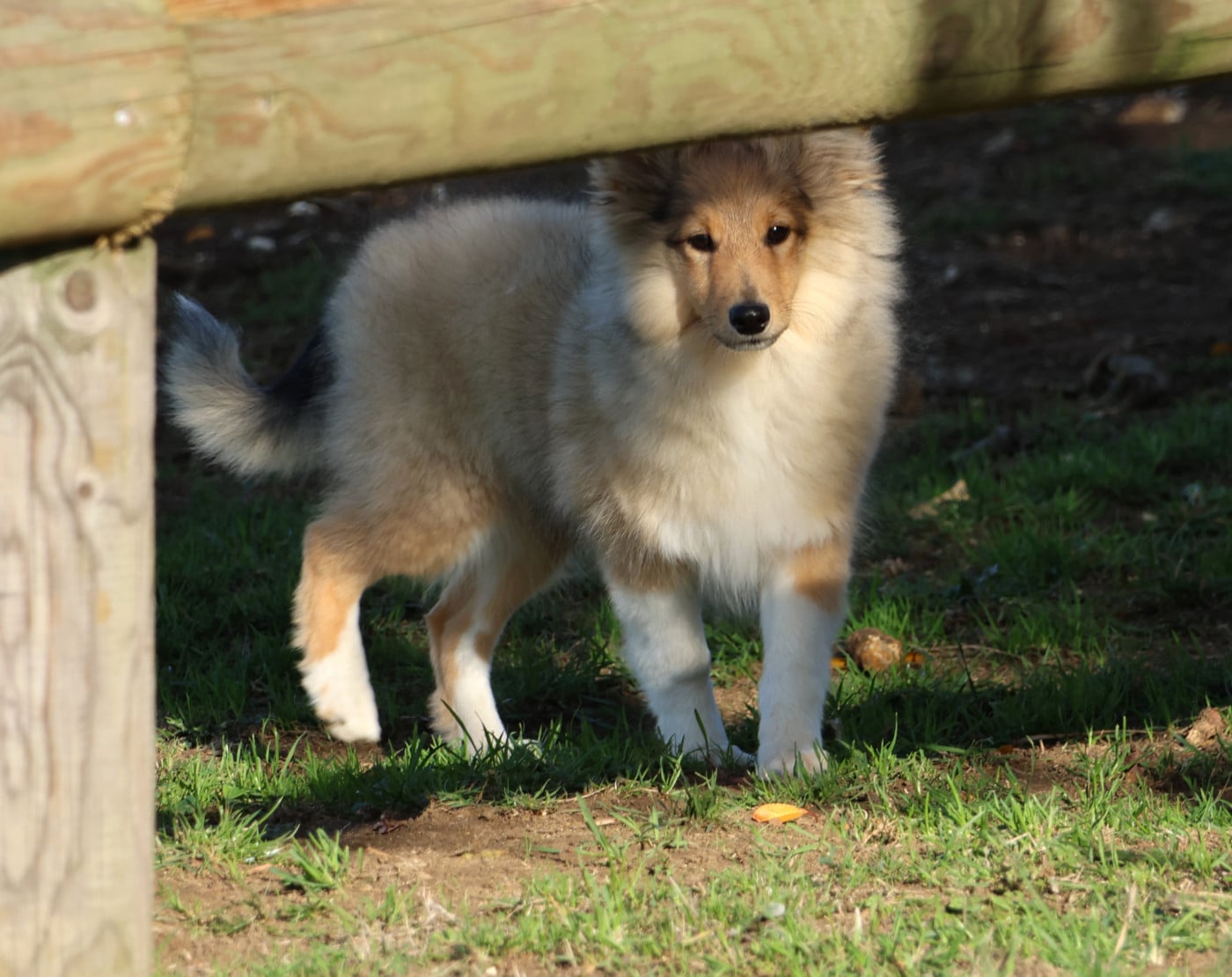 Chiot N°2