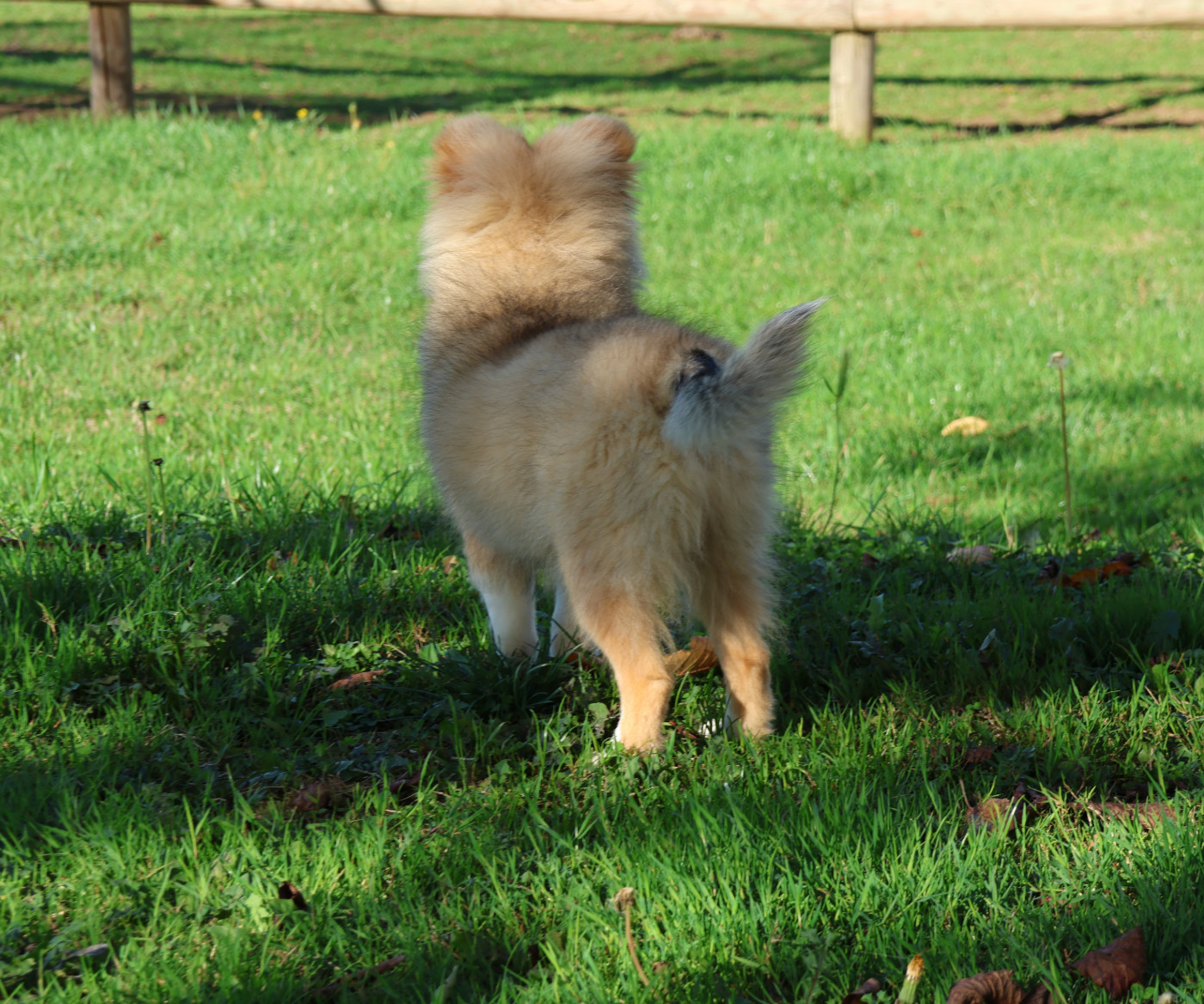 Chiot N°2