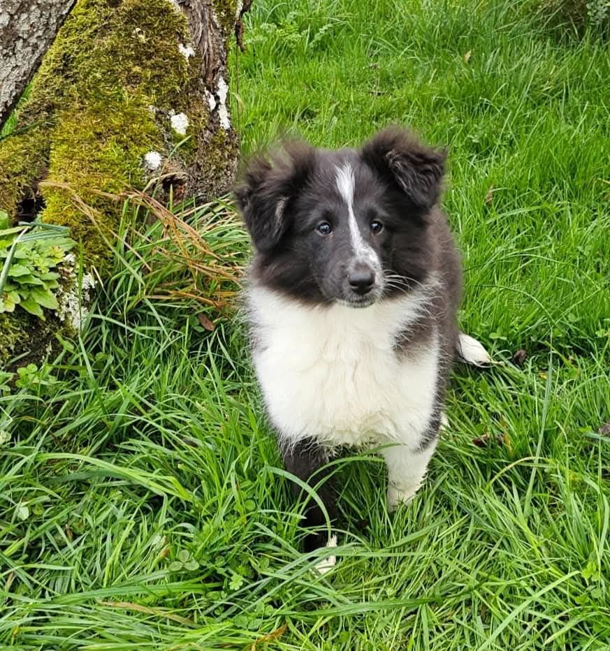 Shetland Sheepdog - du Royaume de la Petite étoile