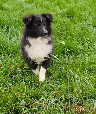 Les chiots de Shetland Sheepdog