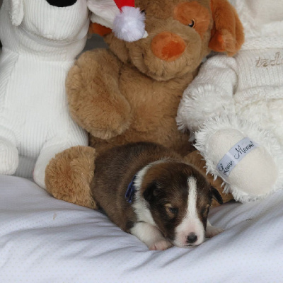 Les chiots de Shetland Sheepdog