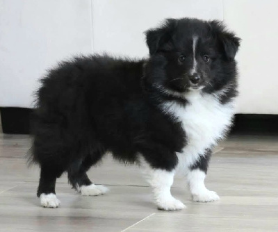 Les chiots de Shetland Sheepdog