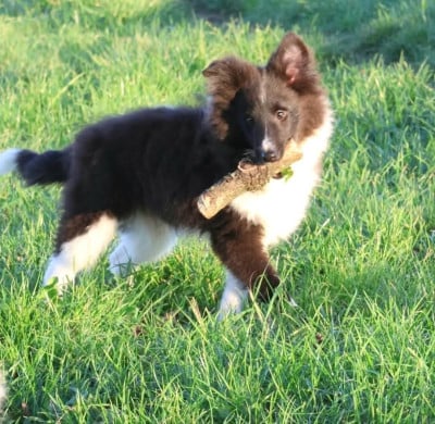 Les chiots de Shetland Sheepdog