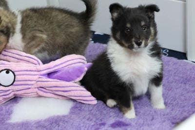Les chiots de Shetland Sheepdog