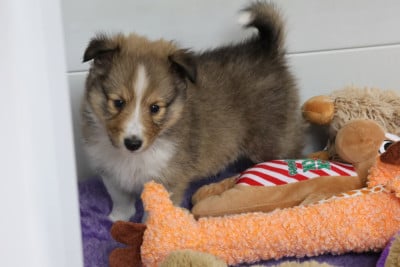 Les chiots de Shetland Sheepdog
