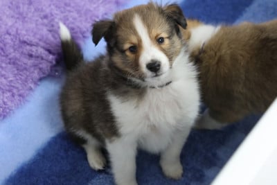 Les chiots de Shetland Sheepdog