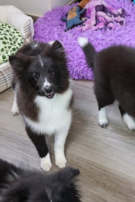 Les chiots de Shetland Sheepdog