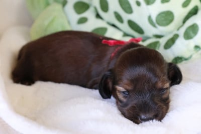 Les chiots de Teckel poil long