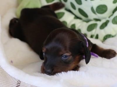 Les chiots de Teckel poil long