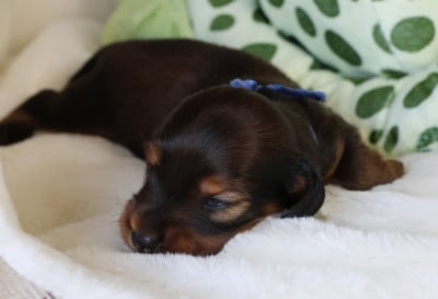 Les chiots de Teckel poil long