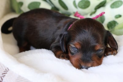 Les chiots de Teckel poil long