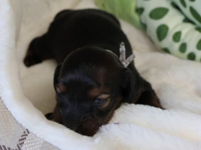 Les chiots de Teckel poil long