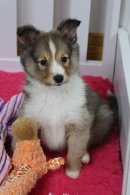 Les chiots de Shetland Sheepdog