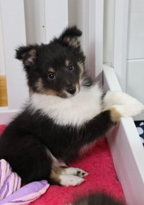 Les chiots de Shetland Sheepdog