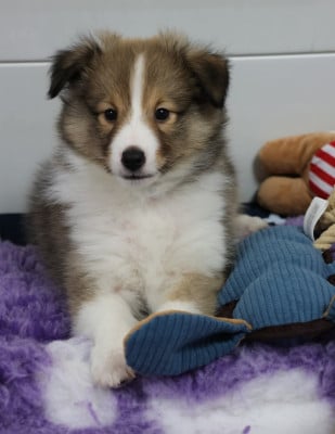 Les chiots de Shetland Sheepdog