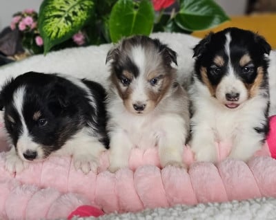 Les chiots de Shetland Sheepdog