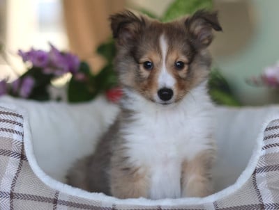 Les chiots de Shetland Sheepdog