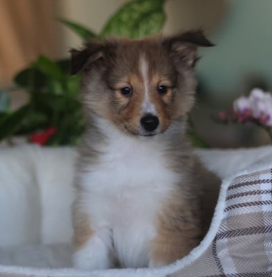 Les chiots de Shetland Sheepdog