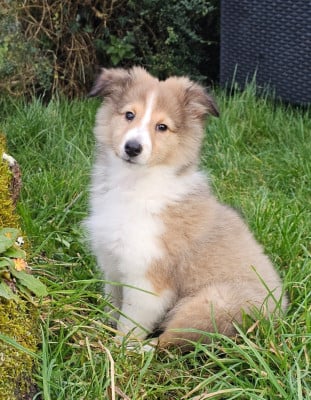 Les chiots de Shetland Sheepdog