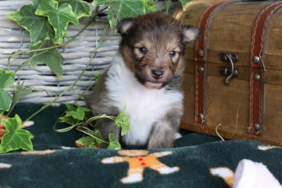 Les chiots de Shetland Sheepdog