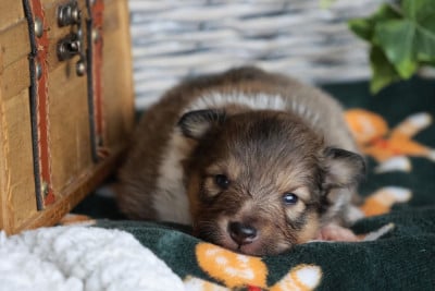 Les chiots de Shetland Sheepdog