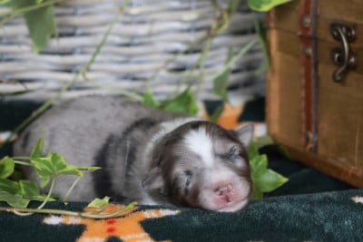 Les chiots de Shetland Sheepdog