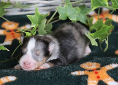 Les chiots de Shetland Sheepdog