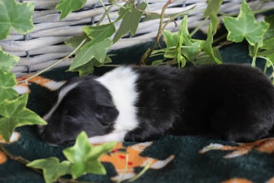 Les chiots de Shetland Sheepdog