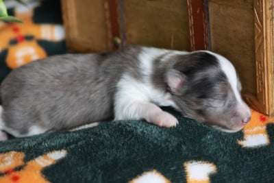 Les chiots de Shetland Sheepdog
