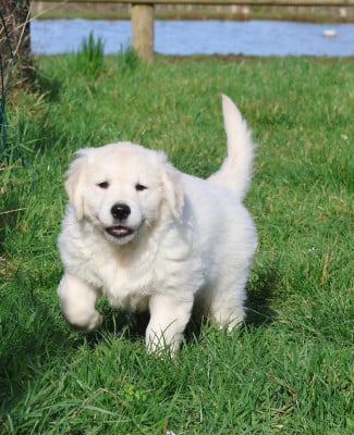 Les chiots de Golden Retriever