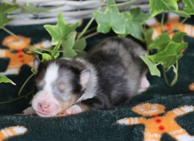 Les chiots de Shetland Sheepdog