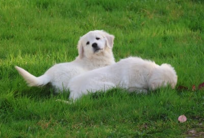 Les chiots de Golden Retriever
