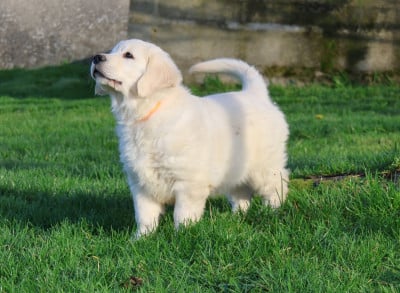 Les chiots de Golden Retriever